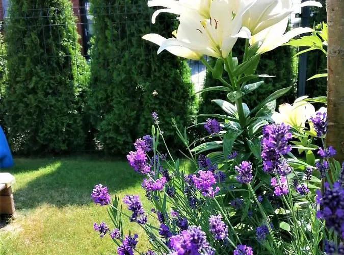 Geltoni Apartamentai