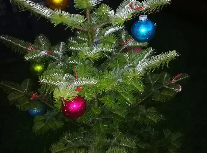 Geltoni Apartamentai Апартаменти Паланга